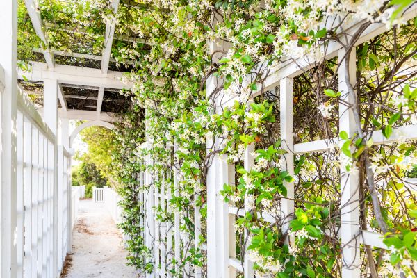 Trellis Repair in Cocoa