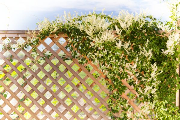 Lattice Repair in Cocoa