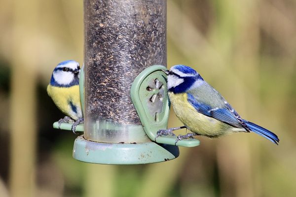 Bird Feeder Mounting Service in Cocoa