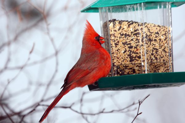 Bird Feeder Hanging in Cocoa
